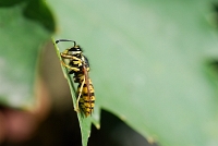 Vespula germanica